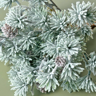 Frosted Christmas Pines I